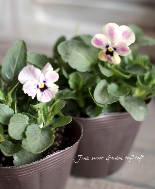 ビオラ・ももかシリーズ 『みやび』 | すべての商品 | | Junk sweet