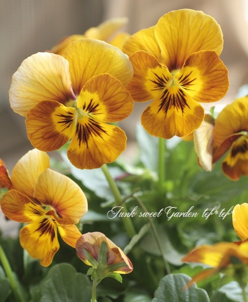  Bashful Viola Bunny ビオラ 新品 i>Viola×wittrockiana </i><BR><BR>SSセレクションビオラ<BR>ソルベ