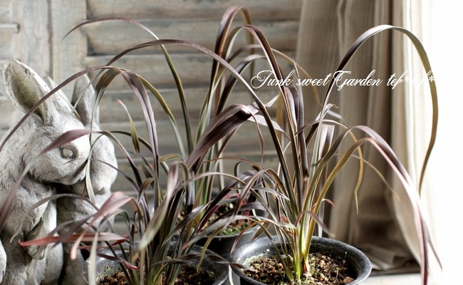 <i>Phormium tenax</i><BR><BR>���㡼�פʥ饤��<BR>�˥塼�������<BR>�إѥåɥ֥�å���