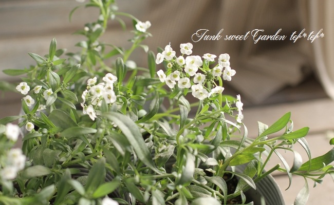 <i>Lobularia hybrid</i><BR><BR>���٥����ѡ�����å���<BR>�إ���С����ȥ꡼���