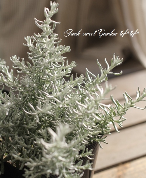 �إꥯ�ꥵ�� �إɥ�ա������ꥫ���