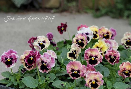 <i>Viola��wittrockiana</i><BR><BR�ե��ѥ󥸡�<BR>�եꥺ�륷����<BR>�إѥå����ե롼�ġ�