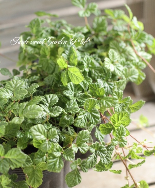 <i>rubus napaulensis'</i><BR><BR>դ<BR>֥إץݡ