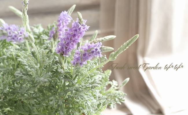 <i>Lavandula multifida</i><BR><BR>졼٥<BR>ޥ쥯إ֥롼