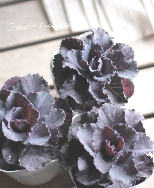 <i>Brassica</i><BR><BR>tef*tef*̥֡Ωơ<BR>С꡼ղð<BR>إ륭ѡ