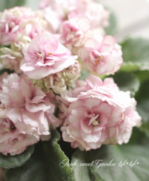 セントポーリア　☆LE-Rosa Vetrou(Rose of winds )☆ Ukrainian  1⁄21 LE-ROZA VETROV(ROSE OF WINDS)\u200b\u200b／セントポーリア／ウクライナ