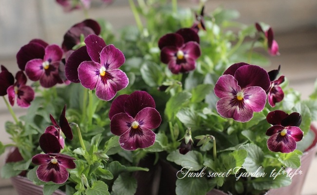 <i>Viola��wittrockiana </i><BR><BR>��⤫�ӥ���<BR>�ؤ襤���⤫��