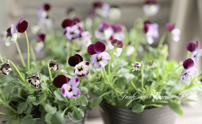 <i>Viola��wittrockiana </i><BR><BR>�ߤ�ȥӥ��顦�ѥ��ƥ륿����<BR>�ؾ�����ץ���