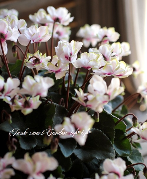 <i>Cyclamen persicum Mill</i><BR><BR>Ȭ�ź餭��������<BR>�褬���꡼��<BR>�إ��꡼��ƥ�����٥饤�ȥԥ�