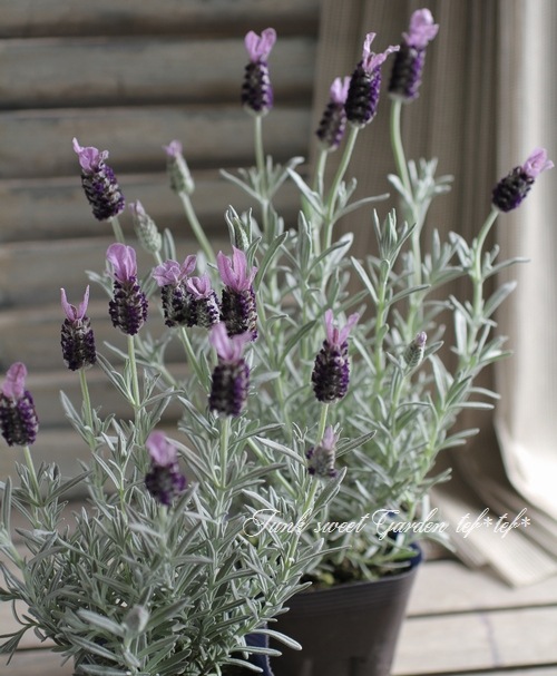 <i>Lavandula stoechas</i><BR><BR>�ץ���ʥ�٥����<BR>�إ���С����̡�����