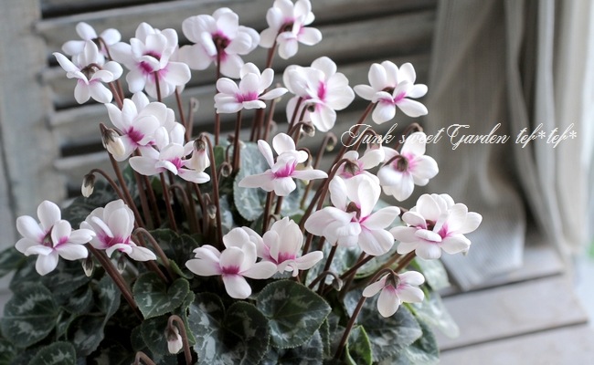 ☆シルメリア☆ カーディガン×ミニスカートチェック柄ツイードセットアップ[sm246