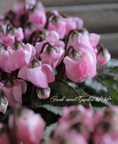 <i>Cyclamen persicum</i><BR><BR>>ܥΤ褦ʢ<BR>󡦥㥤<BR>إե졼