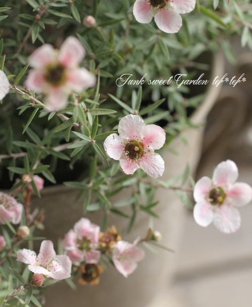 <i>Leptospermum scoparium</i><BR><BR>˶в<BR>֥奦Х