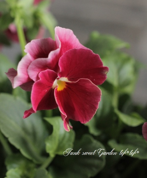 臘ꥸʥӥ顡إ쥤ܡPRB١ԥ󥯥ӡ