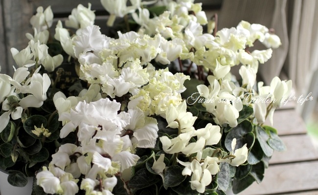 ガーデンミニ・シクラメン 『マイクロ・ゴールデンボーイ』 | すべての