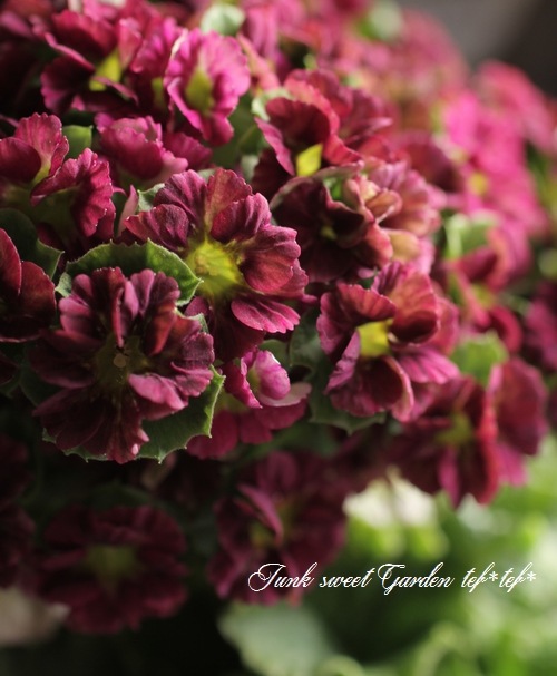 �ץ��顦���֥��˥���Ķ���������ʼ���إץꥫ��ȥ�٥ޥ��󥿿�