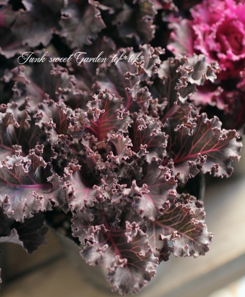 <i>Brassica oleracea var. </i><BR><BR>ե󥸤İ<BR>ղð