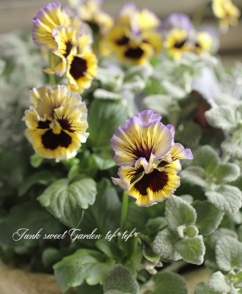 tef*tef*󤻿<BR>2015 * no.110 *<BR><BR>եѥ󥸡إ֥롼