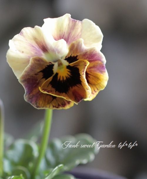 <i>Viola��wittrockiana </i><BR><BR>ʿ�͹��Ҥ���ӥ���<BR>�ؿ����ޥ��å���