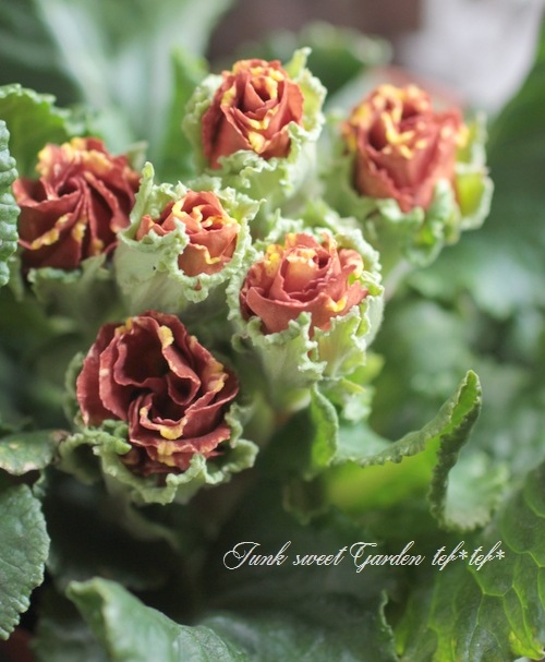 i>Primula juriana hybrid</i><BR><BR>プリムラ・ジュリアン<BR