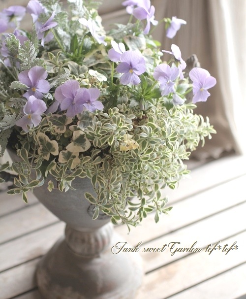 パオラレイナ i>Viola×wittrockiana </i><BR><BR>ブルーグレーのビオラ<BR