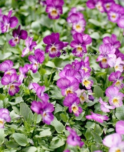 ビオラ　Viola i>Viola×wittrockiana </i><BR><BR>ビオラ ビビシリーズ<BR