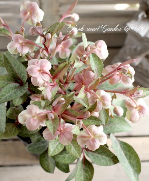 i>Helleborus lividus</i><BR><BR>小輪クリスマスローズ<BR>原種系