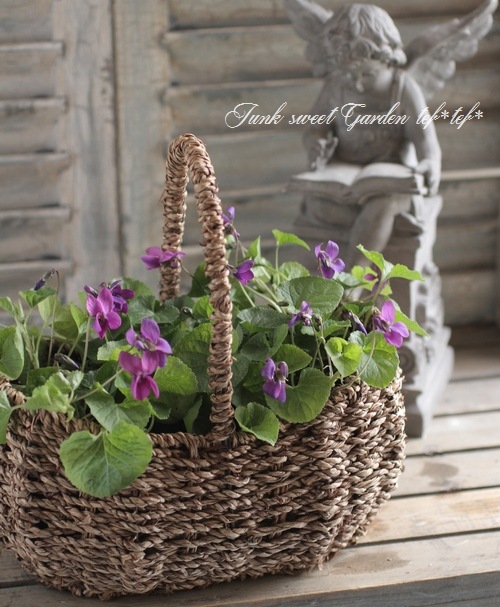 i>Viola odorata</i><BR><BR>ビオラ・オドラータ<BR>ニオイスミレ