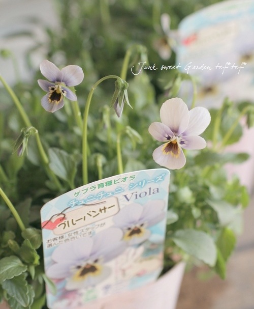 絵画　ビオラ 011000001089.jpg