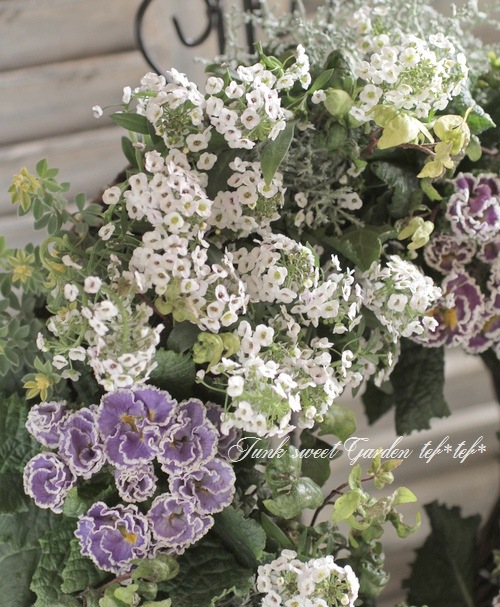 ハルモニア　アイシー　リース tef*tef*寄せ植え<BR>2016 * no.1 *<BR><BR>『アリッサム×プリムラ