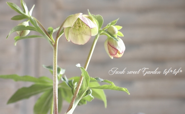 クリスマスローズ 開花予定株 DDグリーンリップ セルフ クリスマスローズ 開花予定株 DDグリーンリップ セルフ