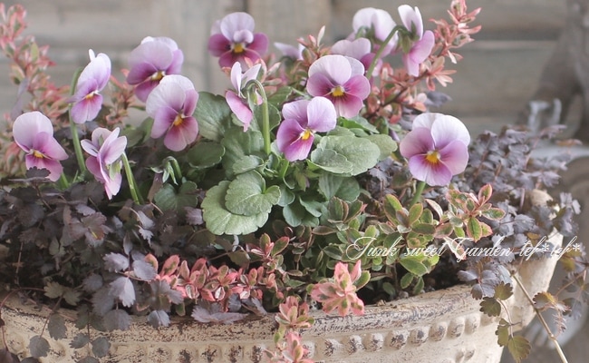 tef*tef*寄せ植え<BR>2016 * no.7 *<BR><BR>『エボルベ×アカエナ