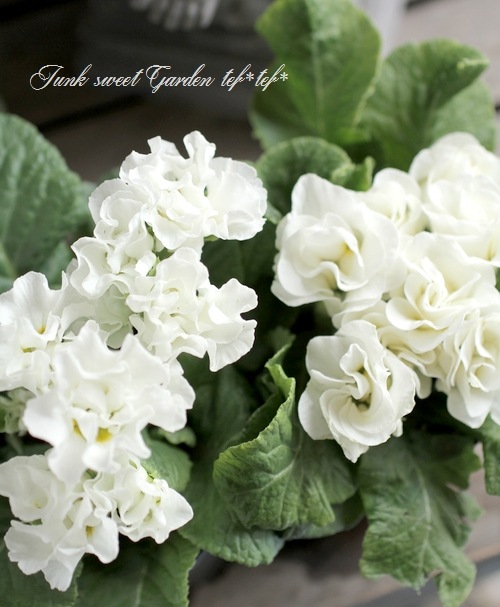 <i>Primula</i><BR><BR>ץ ꥢ<BR>餭ץ<BR>إѥ졼ɡ