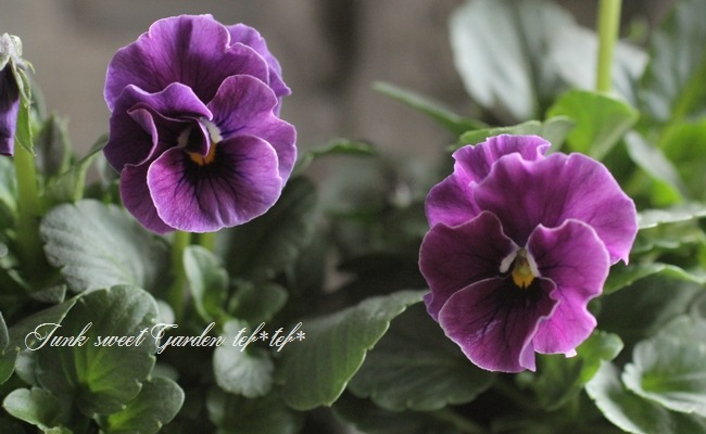 i>Viola×wittrockiana </i><BR>I's selection<BR>ふんわりびおら<BR