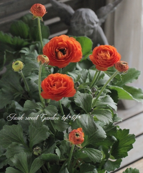 ラナンキュラス 画像(ラスト7枚)の現品!! 綾園芸さんのラナンキュラス「ウピス」【5号