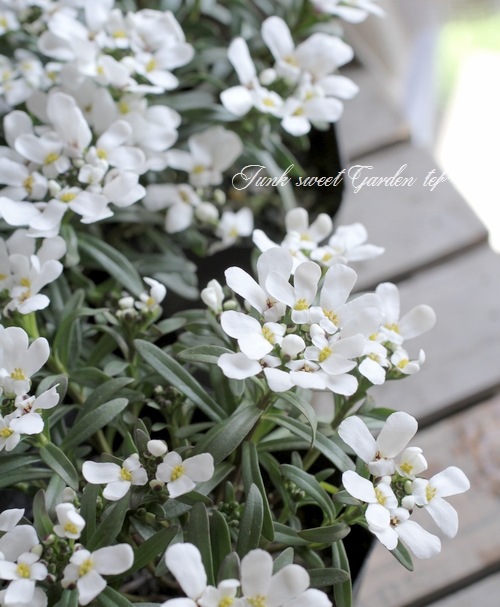 イベリス 常緑宿根イベリス・センパビレンス 『キャンディタフト』 | すべての