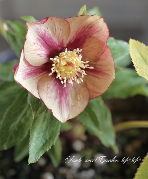 ローズ 送料無料】CT70 OX PINK FROSTING A13840C – LOWHAI