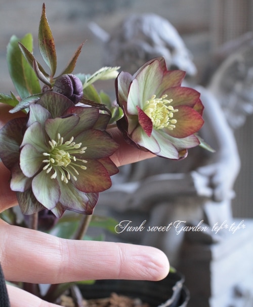 i>ナーセリー夢花人</i><BR><BR>三浦孝之氏作出<BR>クリスマスローズ