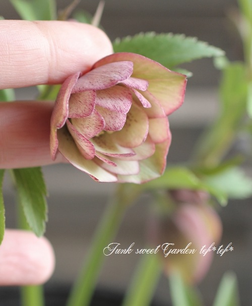 <i>Helleborus</i><BR>ꥹޥ<BR>¿񵸹<BR>DD2016no.78