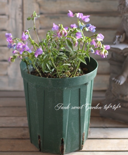 <i>Perennial sweet pea</i><BR><BR>�������ɺ������ȥԡ�<BR>�إ饷�饹���ѡ��ץ��