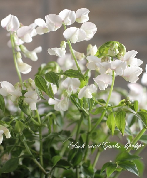 �������ɺ������ȥԡ����إ饷�饹���ۥ磻�ȡ��ԥ󥯡�