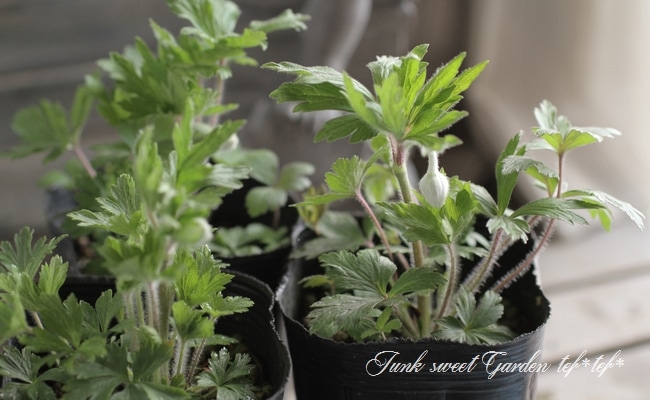 �����θ��異�ͥ�͡�����٥��ȥꥹ�إޥɥ�ʡ١إ��Ρ��ɥ��åס����ͥ�͡�