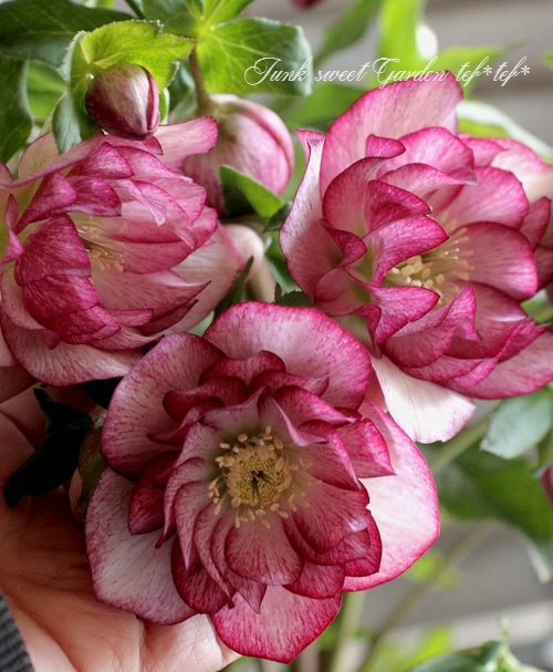 クリスマスローズ♡ 楽天市場】NEW 2026年1月～2月開花株クリスマスローズ開花株散らず桜超