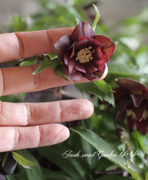 i>Helleborus</i><BR><BR>クリスマスローズ・開花株！<BR>『ダブル咲き