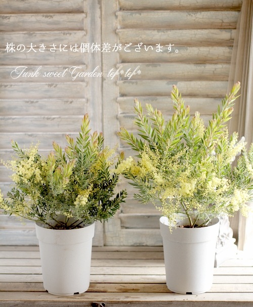 アカシア・フィンブリアータ ドウォーフ 『テレサ』 | すべての商品