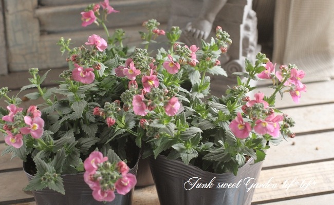 �͵��餭�����ɺ��ͥ᥷�����˥� �إԥ󥯡�