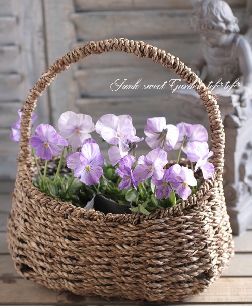 <i>Viola ordorata</i><BR><BR>���󥰥�å���ӥ���<BR>�ɺ��ӥ���<BR>�إ���ӥ͡�