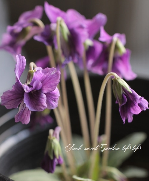 スミレ Nemesis Audio NEO-TW30 3