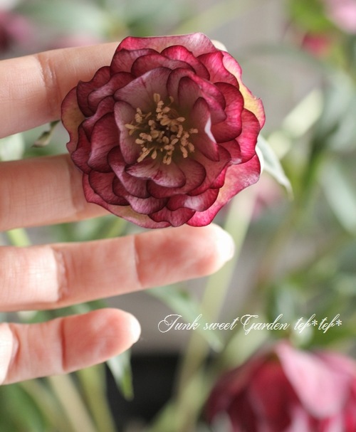 i>Helleborus</i><BR><BR>クリスマスローズ・開花株！<BR>『ダブル咲き
