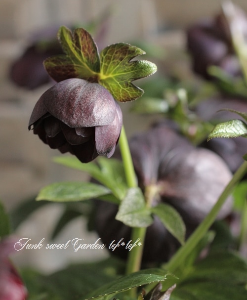 i>Helleborus</i><BR><BR>クリスマスローズ・開花株！<BR>『ダブル咲き